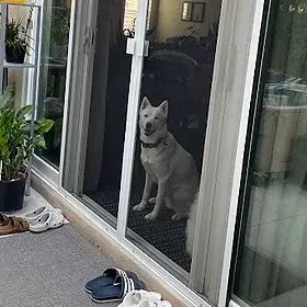 Pet/Doggy Customized Screen Doors & Grills Installation