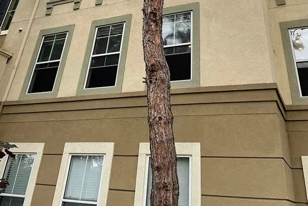 Same-Day Window Rescreening Near Rancho Santa Margarita, CA